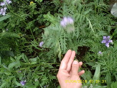Phacelia tanacetifolia