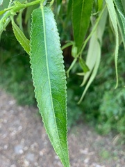 Salix