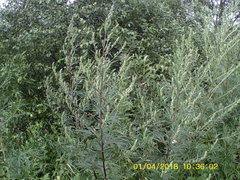 Artemisia vulgaris