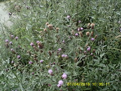 Cirsium arvense