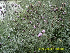 Cirsium arvense