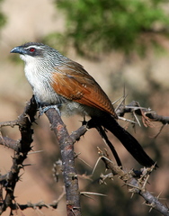 White-Browed Coucal photo 5