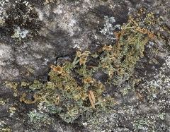 Cladonia crispata