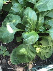 Piperales