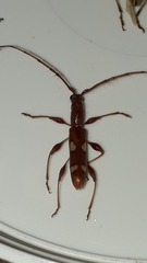 Neocompsa alacris