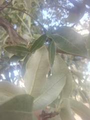 Quercus eduardii