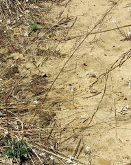Artemisia campestris caudata