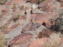 Cophosaurus texanus scitulus