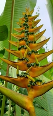 Heliconia librata