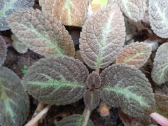 Episcia