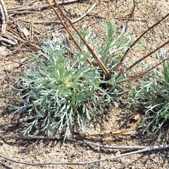 Artemisia campestris caudata