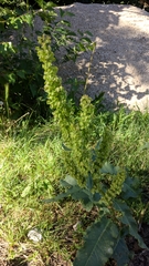 Rumex patientia orientalis
