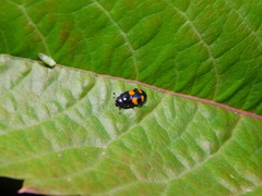 Glischrochilus grandis