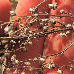 Artemisia campestris caudata