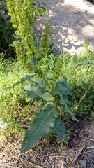 Rumex patientia orientalis