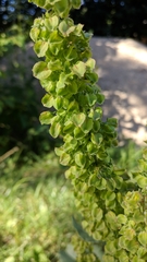Rumex patientia orientalis