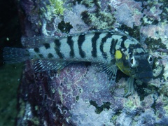 Gobioclinus dendriticus