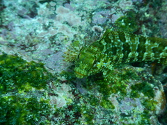 Gobioclinus dendriticus