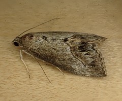 Evergestis subterminalis