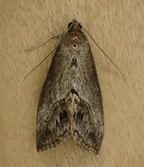 Evergestis subterminalis