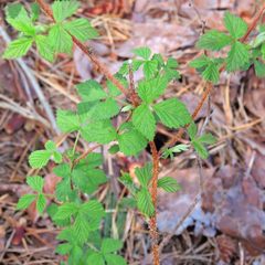 Rubus idaeus strigosus