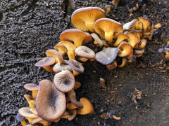 Chrysomphalina chrysophylla