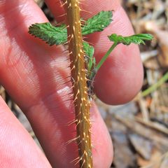 Rubus idaeus strigosus