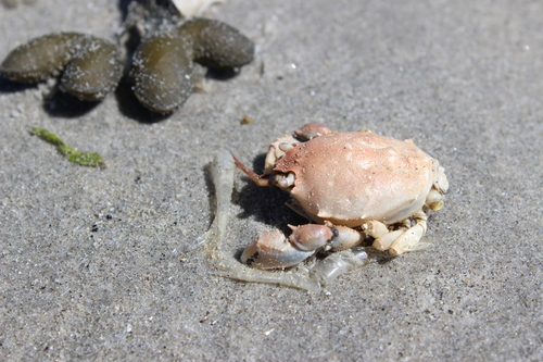 Masked crab, Ameland, NL-FR, NL, photo 8 of 10