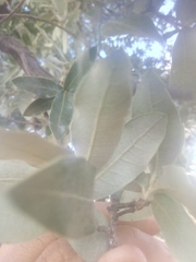 Quercus eduardii