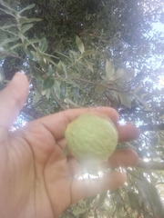 Quercus eduardii