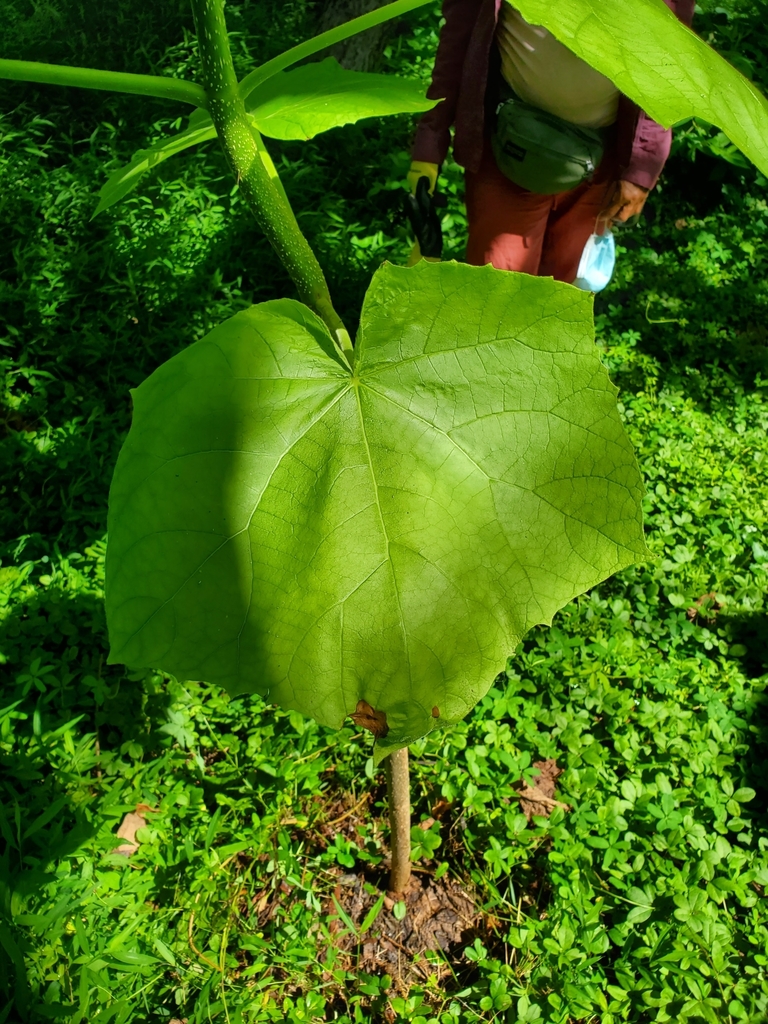 princess tree from Boulevard Manor, Arlington, VA, USA on July 14, 2020