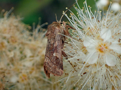 Eriopygodes imbecilla