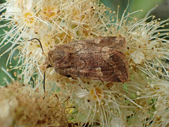 Eriopygodes imbecilla