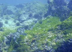 Heterodontus quoyi