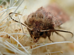 Eriopygodes imbecilla