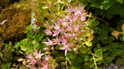Caucasian Stonecrop