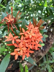 Ixora