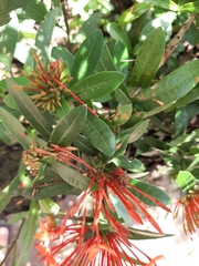 Ixora