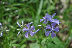 Phlox divaricata laphamii