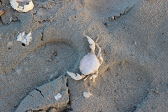 Liocarcinus holsatus