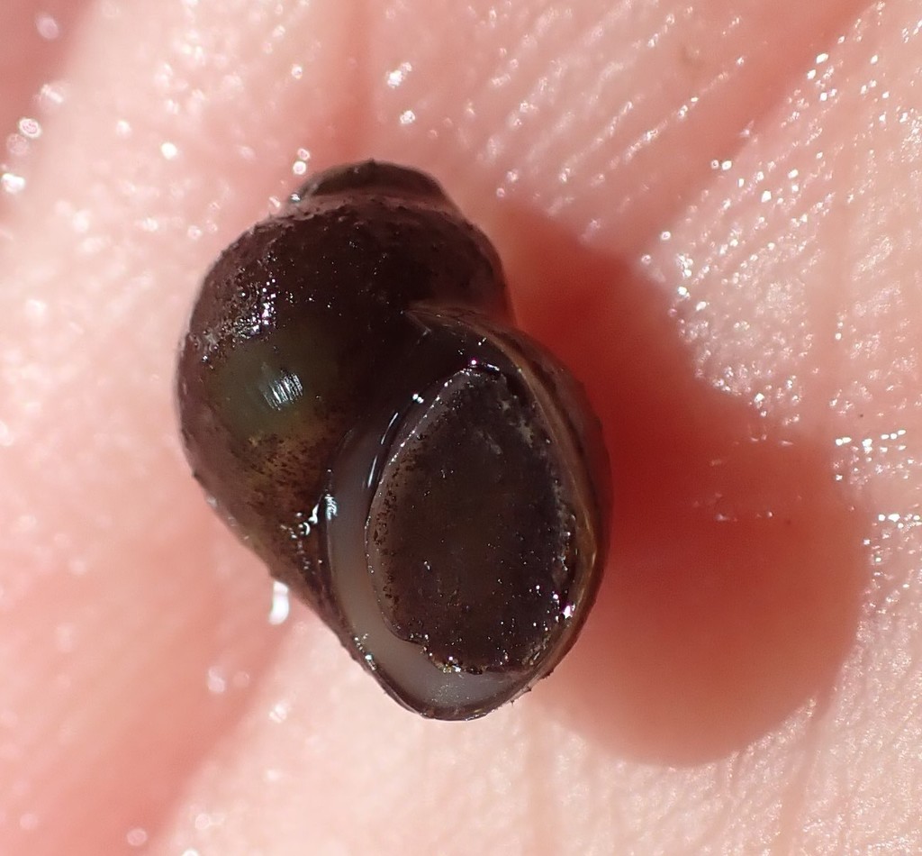 Olympia Pebblesnail