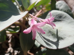 Cycladenia humilis