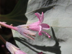 Cycladenia humilis