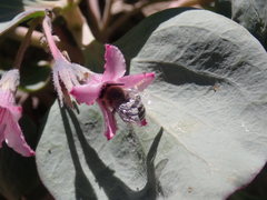 Cycladenia humilis