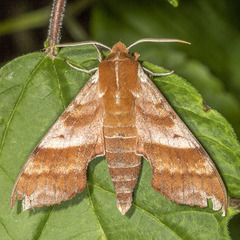 Darapsa choerilus