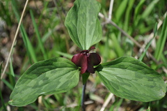 Trillium recurvatum