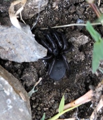 Idiopidae