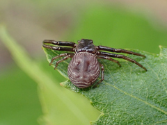 Coriarachne depressa