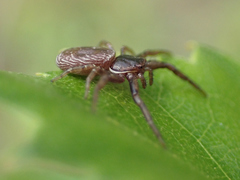 Coriarachne depressa