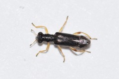 Isohydnocera tabida